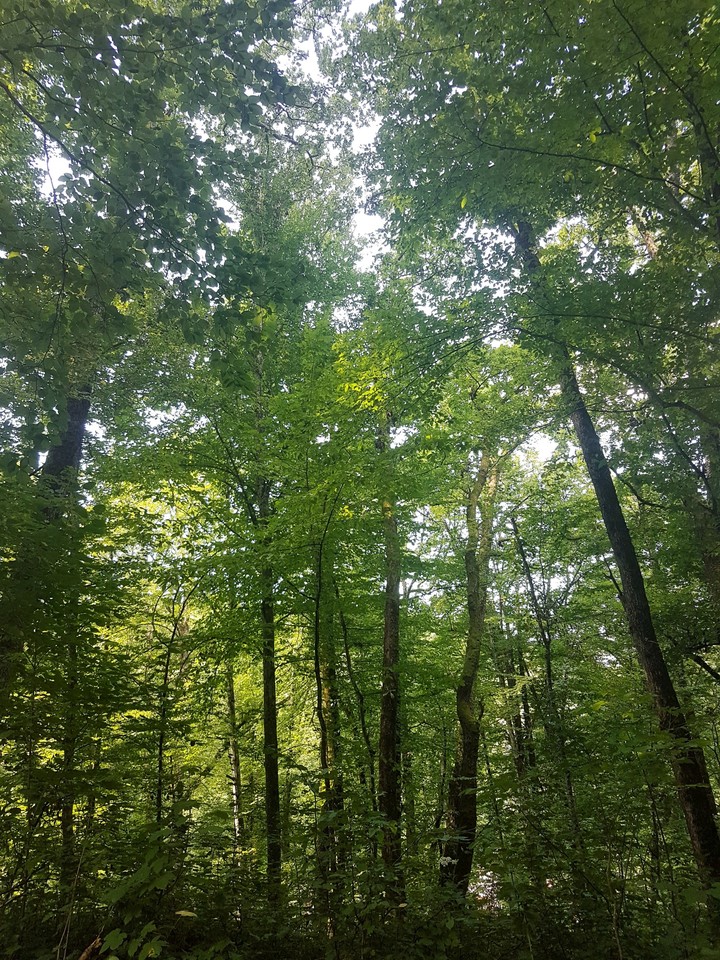 a walk