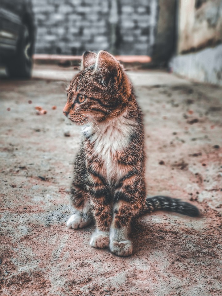 Кот соседа 2