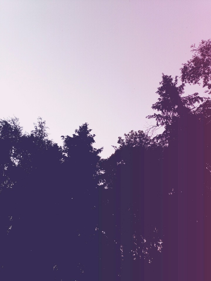 Evening forest