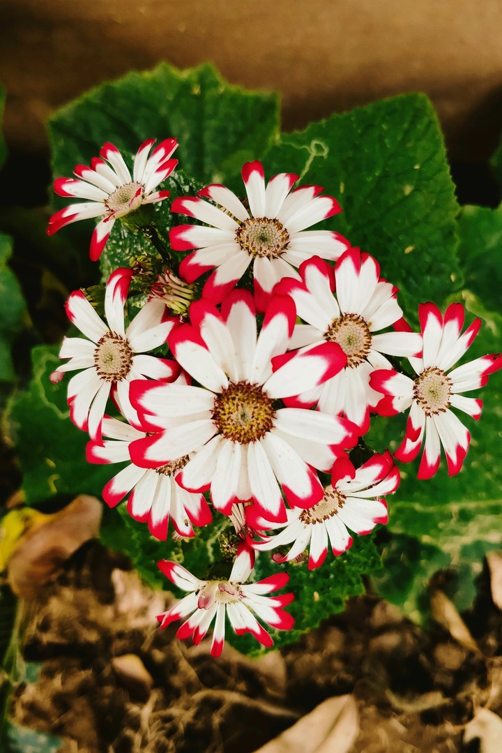 The Flowers