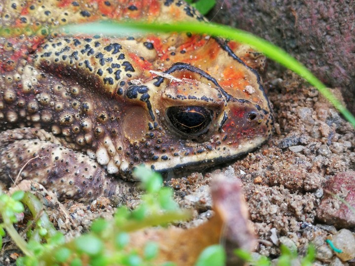 frog