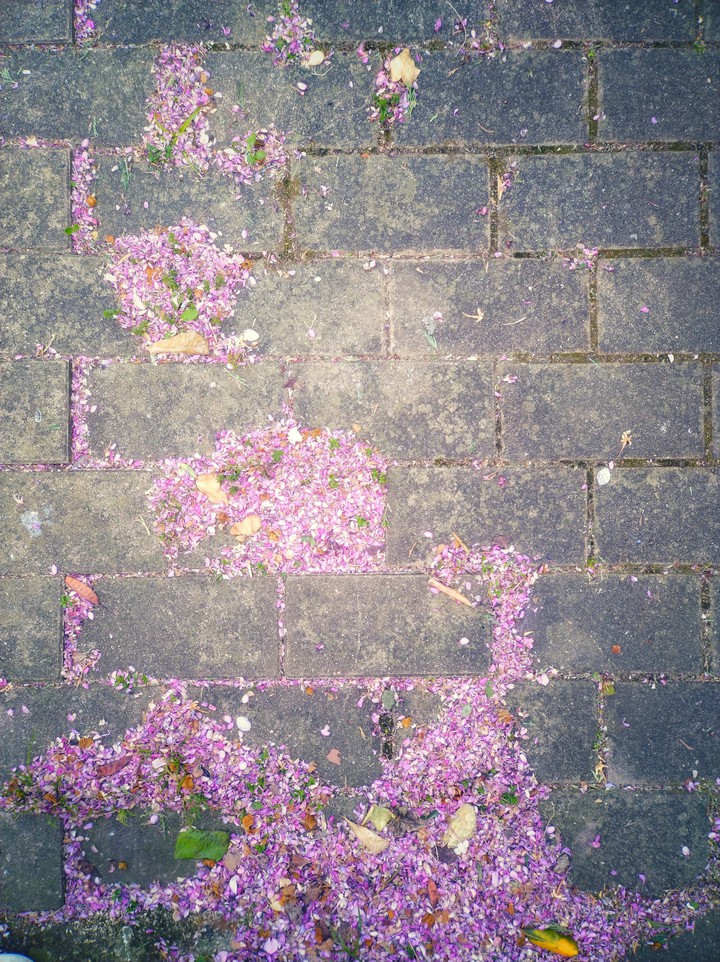 Pavement under blooming trees
