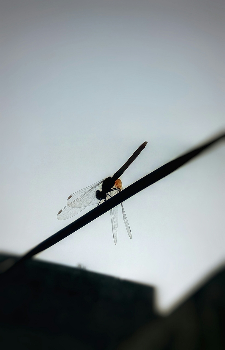 Dragon fly