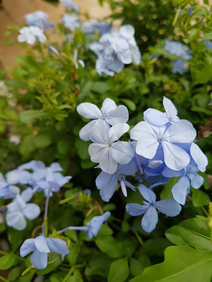 purple flower