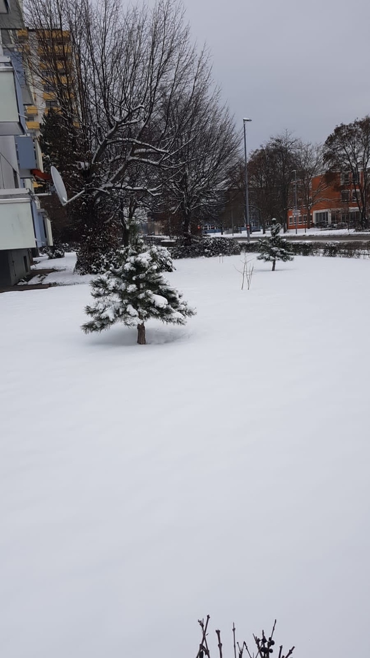 Tree full of snow