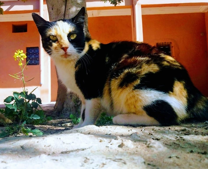 my cat