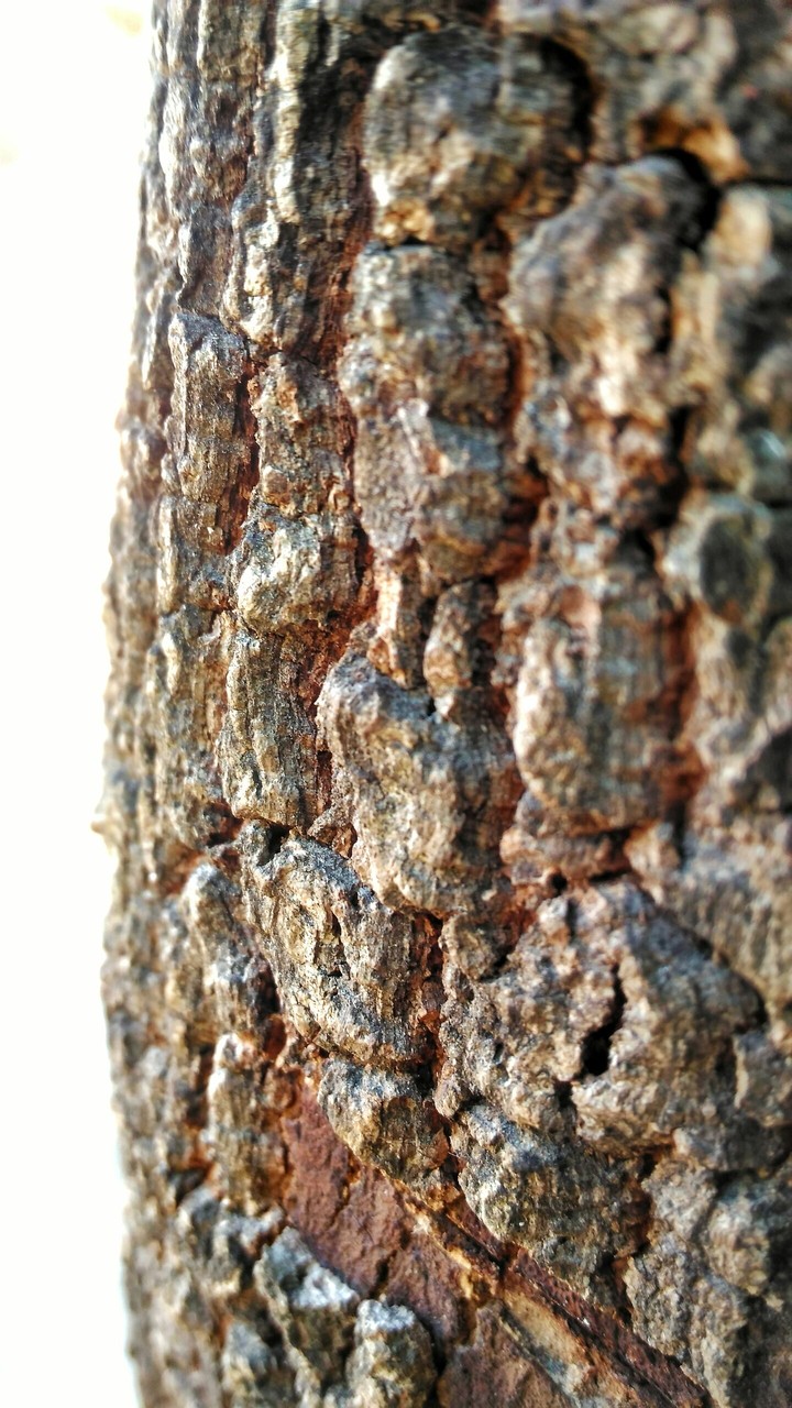 Wood