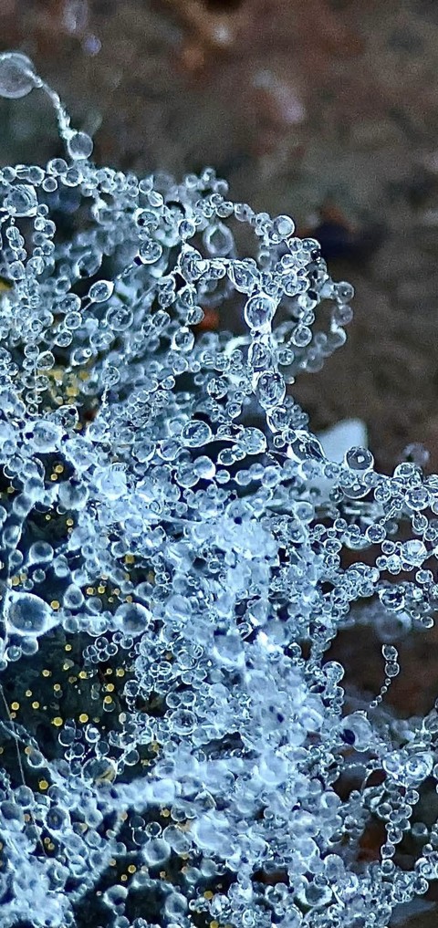 Frost on grasses