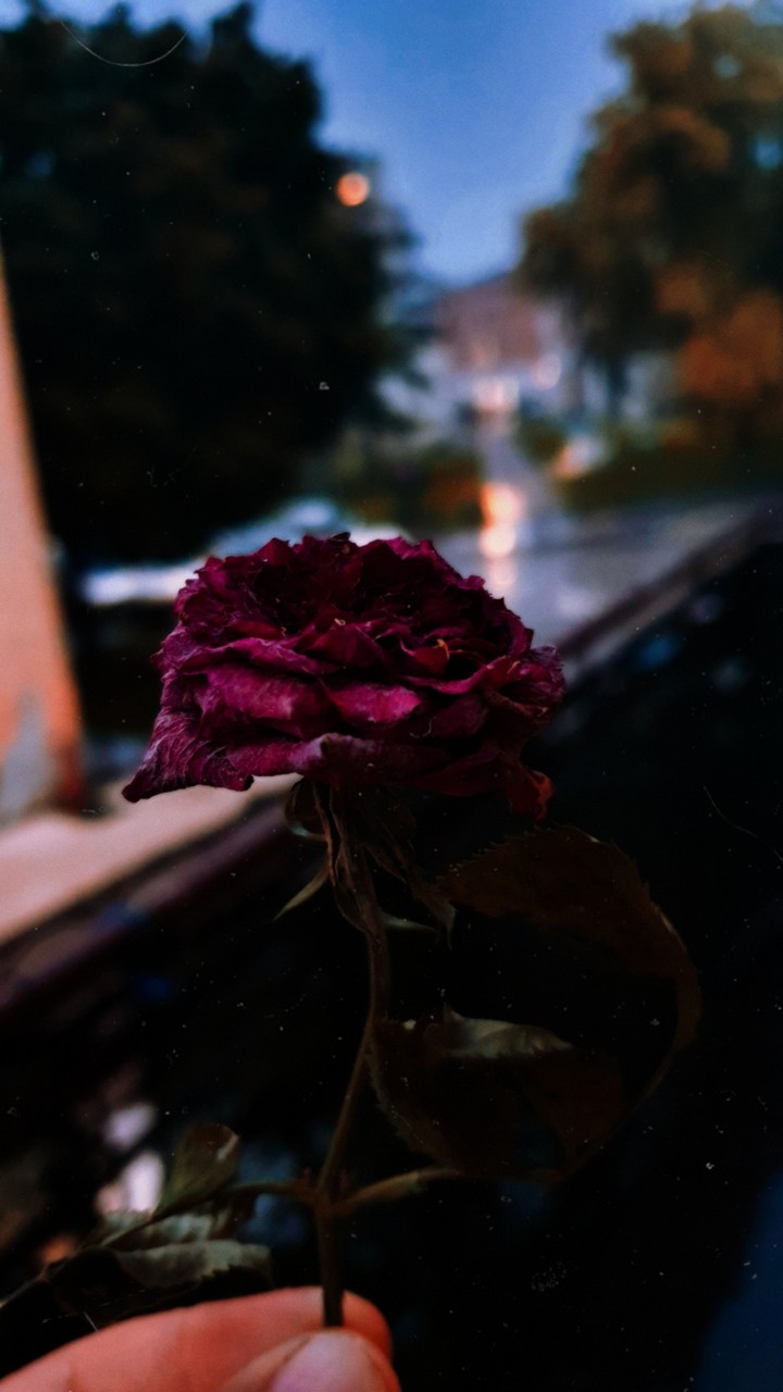 rose