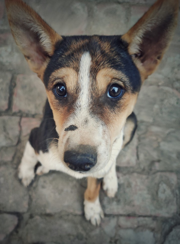Puppy