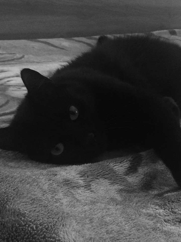 the kitten