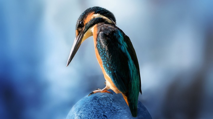 bird