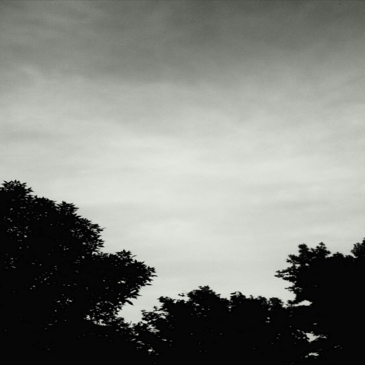 black trees