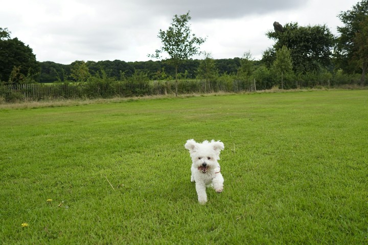 fun day out with Rambo :)
