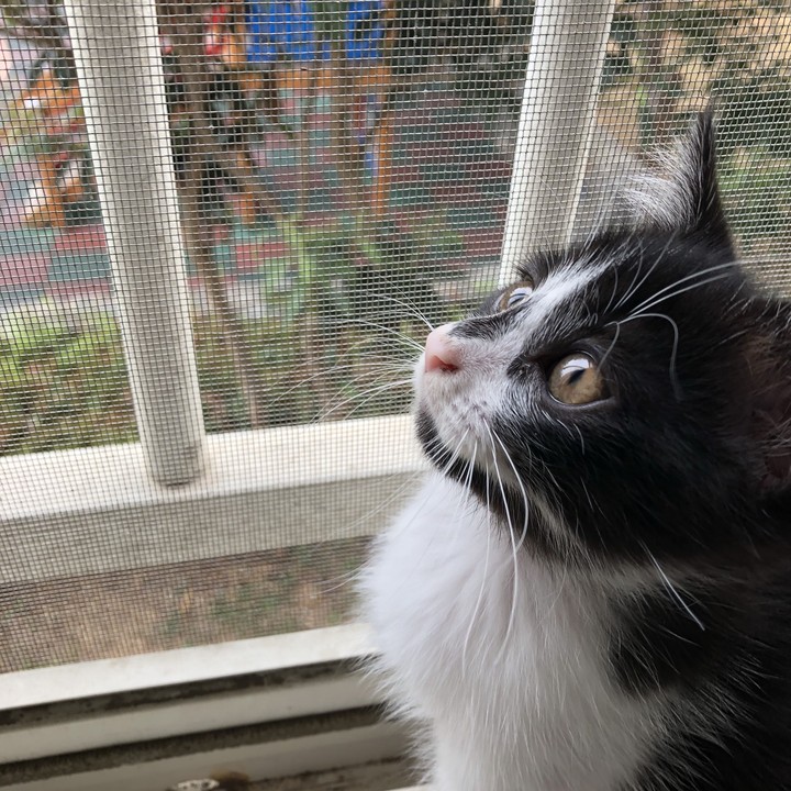검은고양이