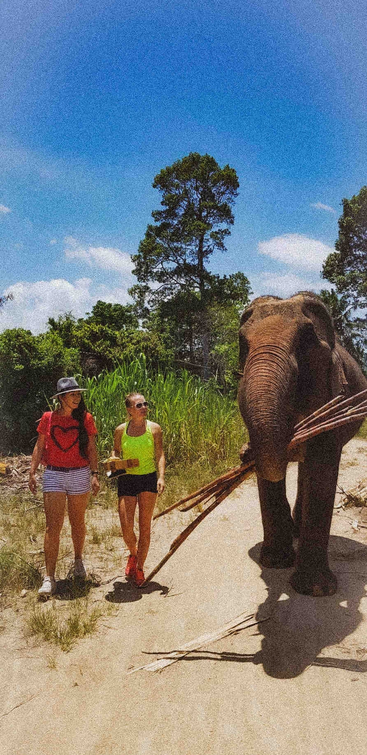 walk with an elephant