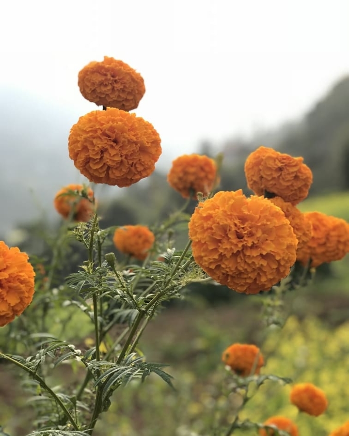 flowe