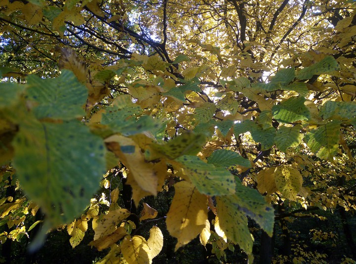 autumn