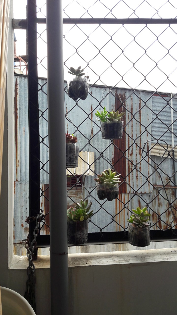 Succulents