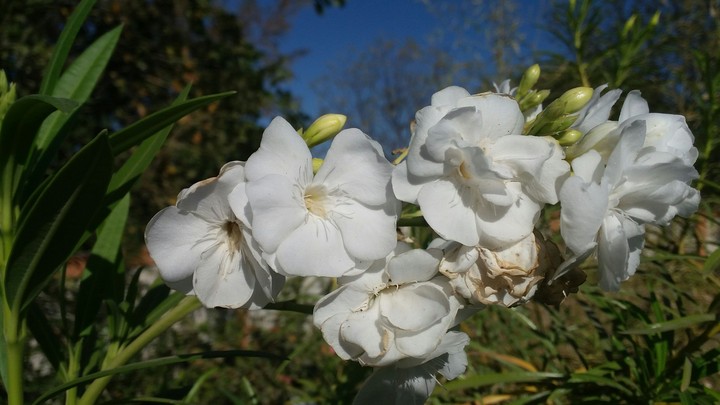 White Flowers