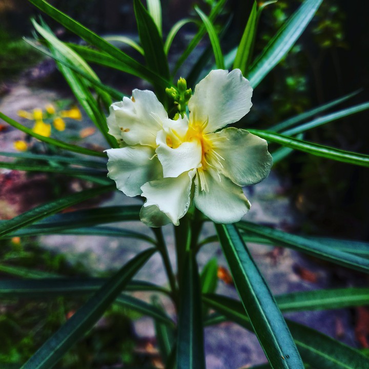 করবী