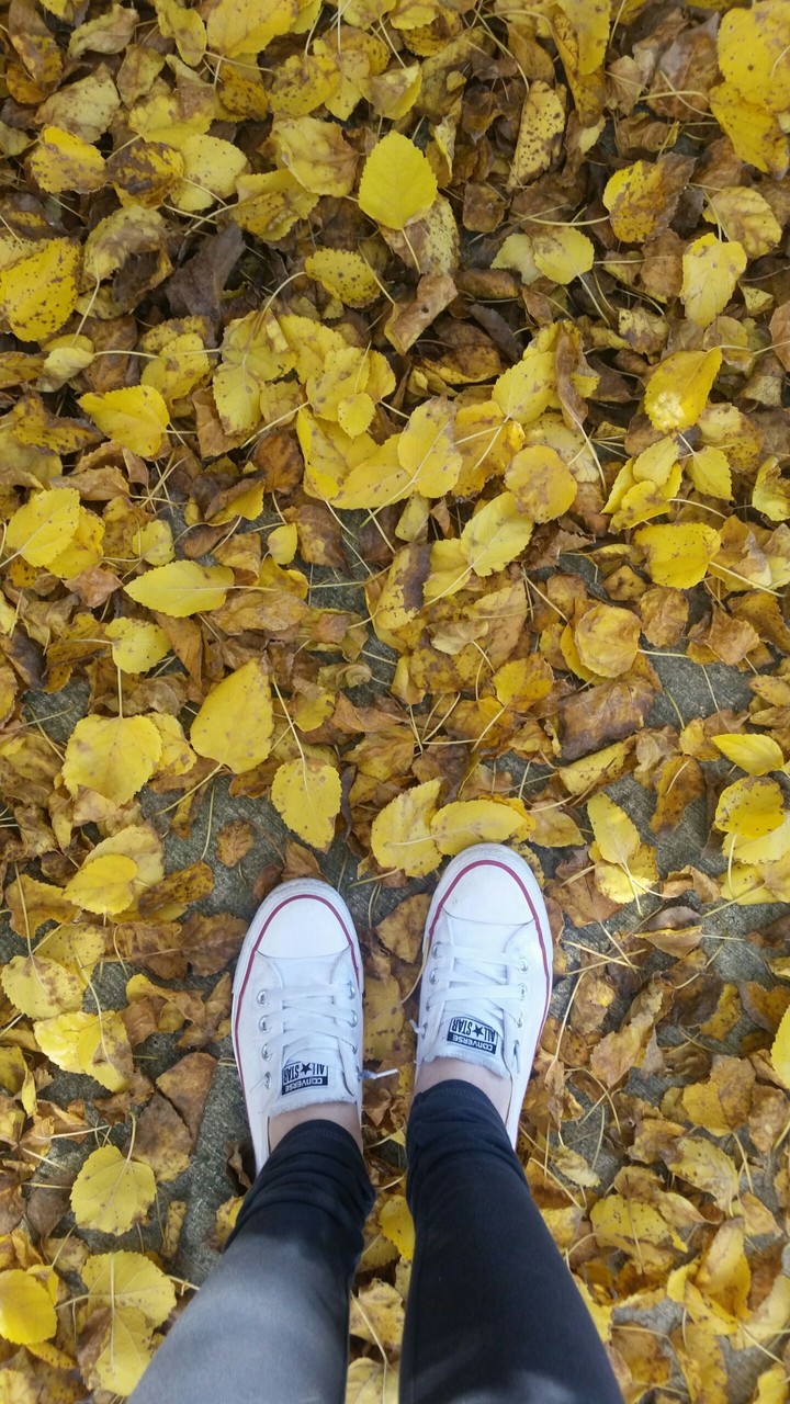 autumn leaves