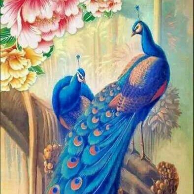 beauty of peacocks
