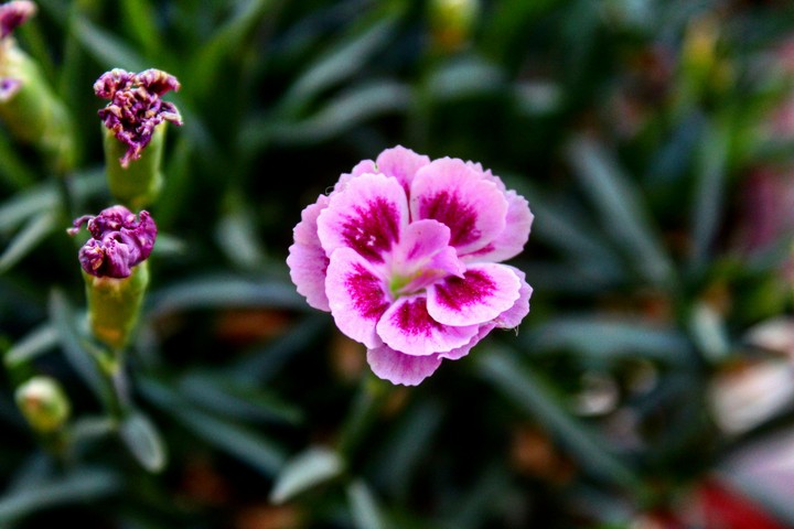 flower