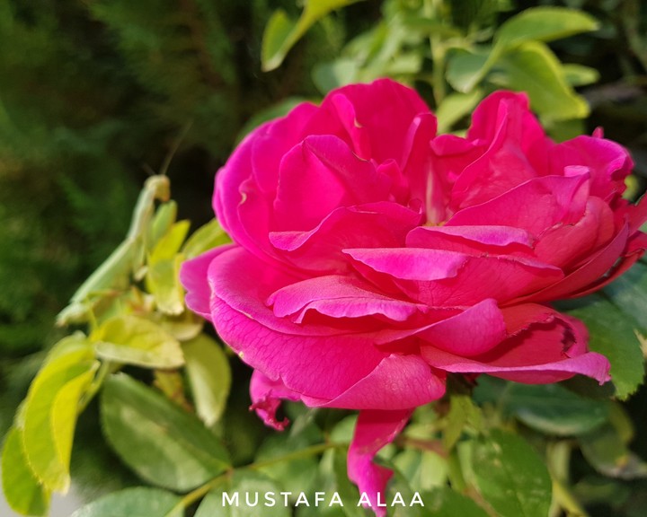 زهرة