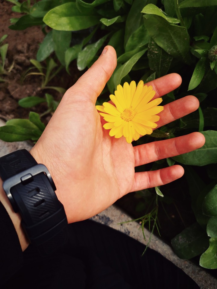 flower and watch