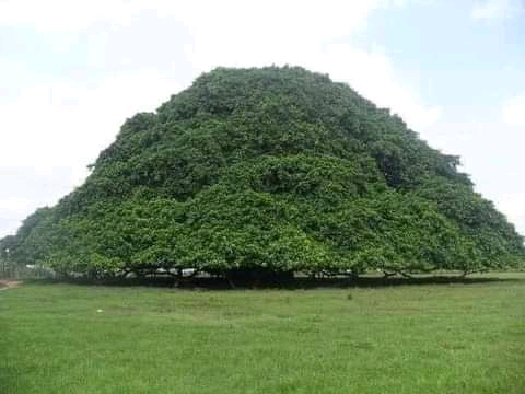 arbol