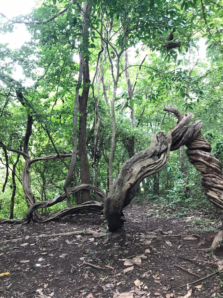 nature