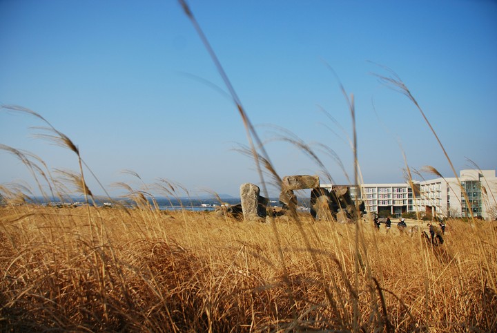 제주도 갈대밭