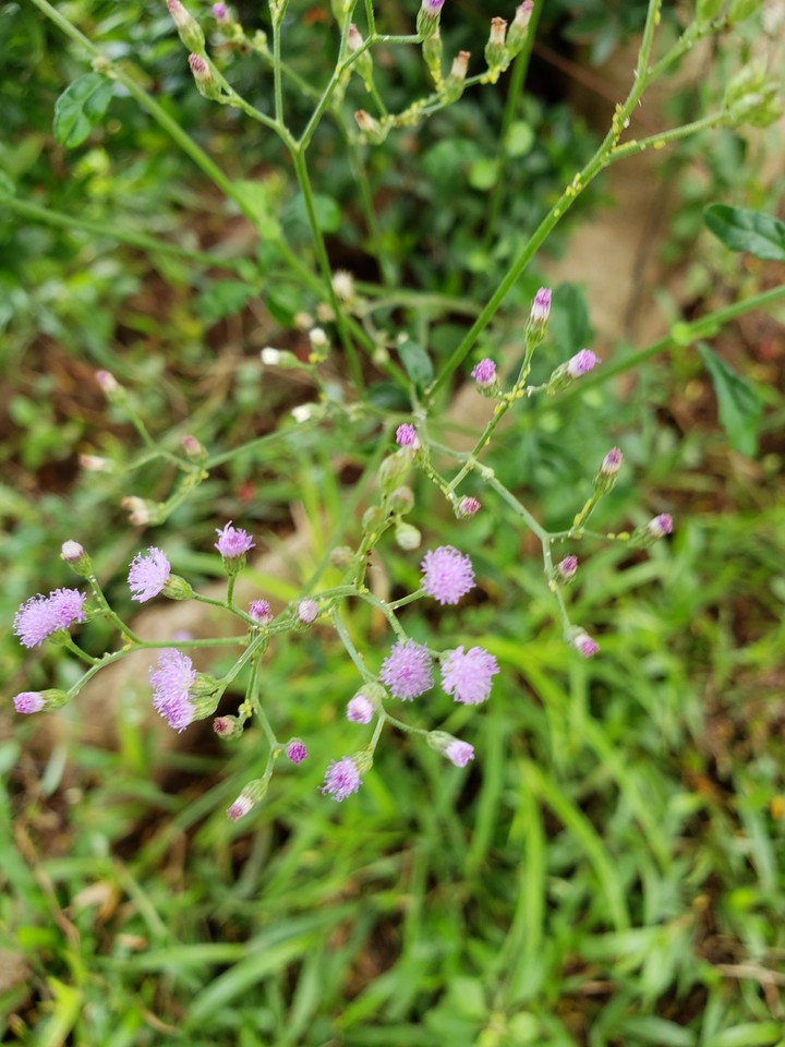 Flowers of My Home