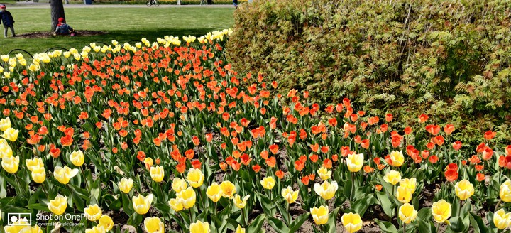 tulip garden