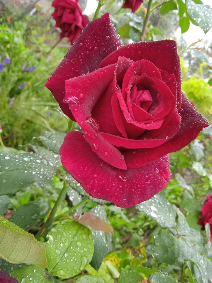 rosa