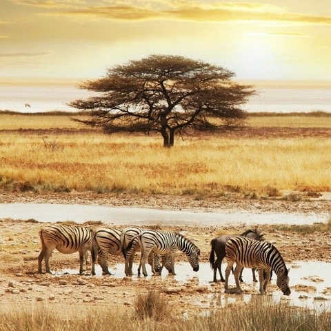 Savana