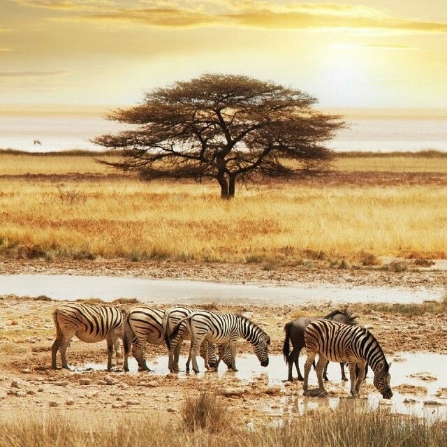 Savana