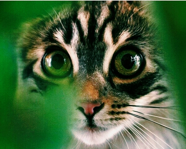 cat ♦♥