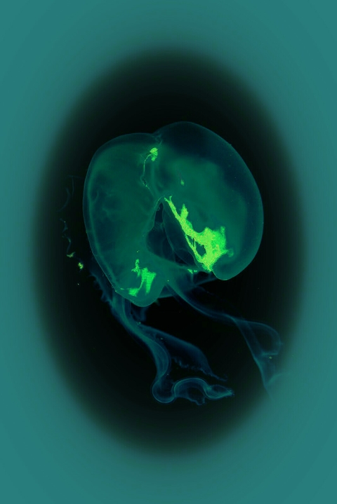 Translucent Sea Creature