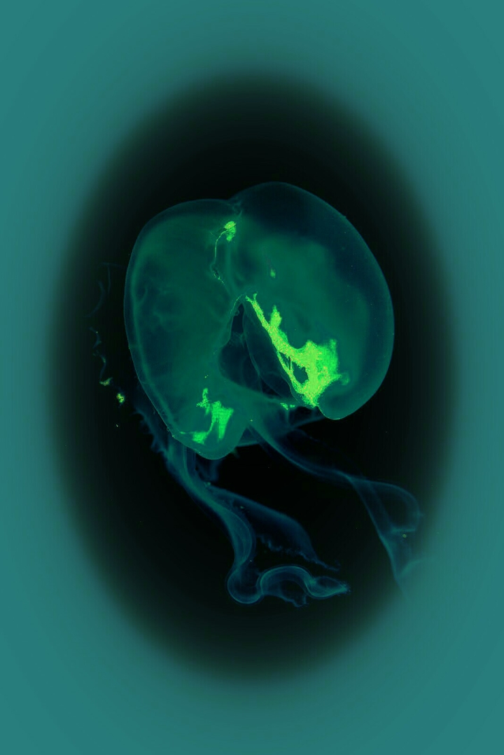 Translucent Sea Creature