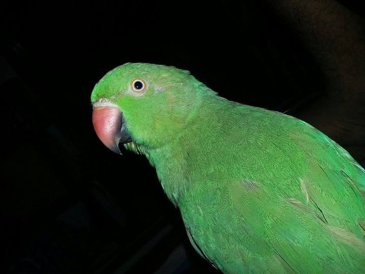 Parrot