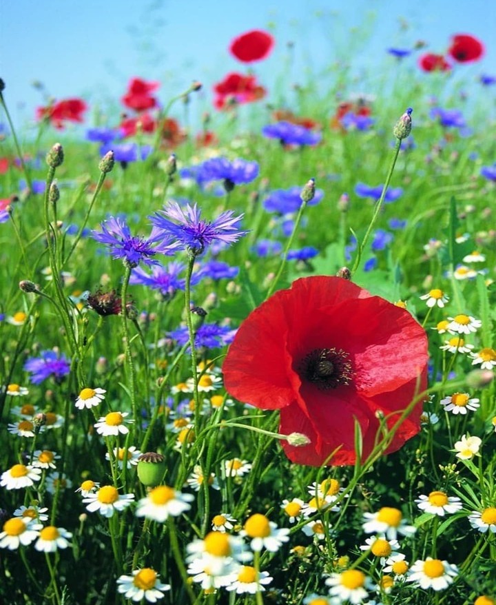 in the meadow...