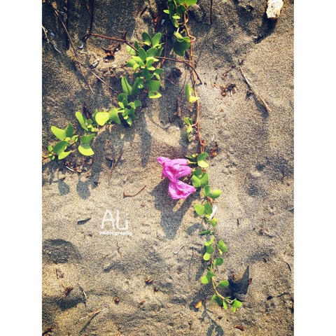 This is an flower in beach sand