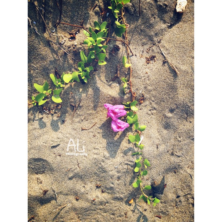 This is an flower in beach sand