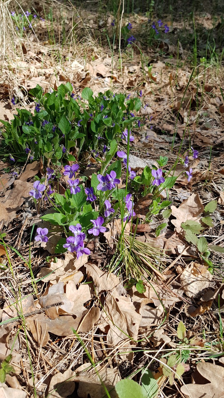 Forest violets
