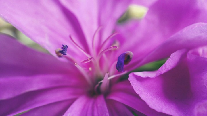 Lovely purple