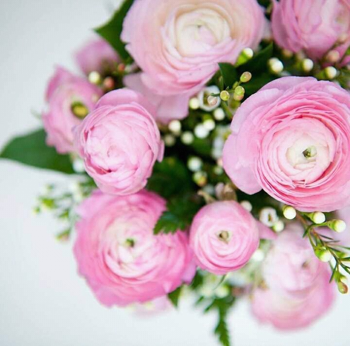 pink rose