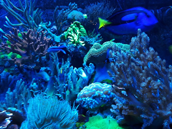 fish