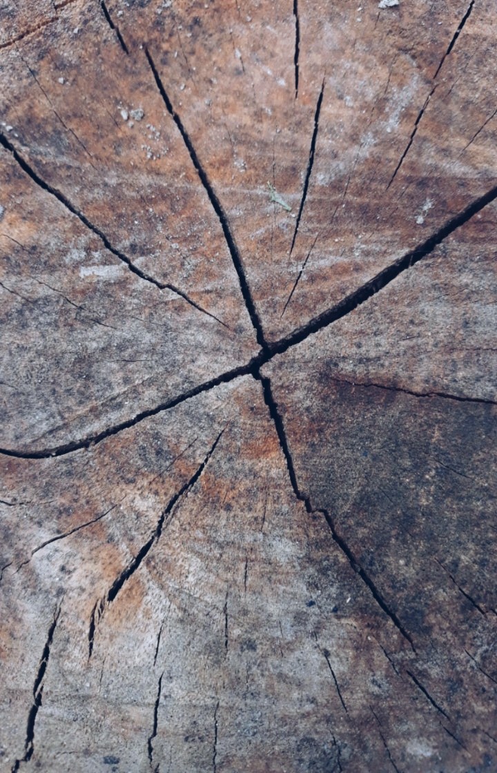 Stabbed Log